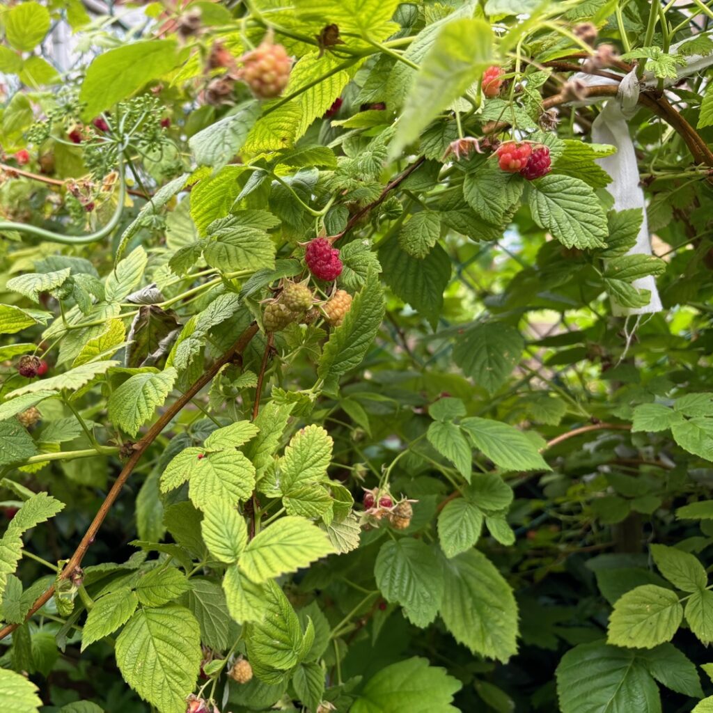 Raspberries